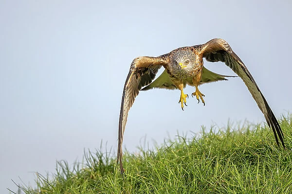 Red kite (Milvus milvus) landing on grass, Marlborough Downs, Wiltshire, UK. January