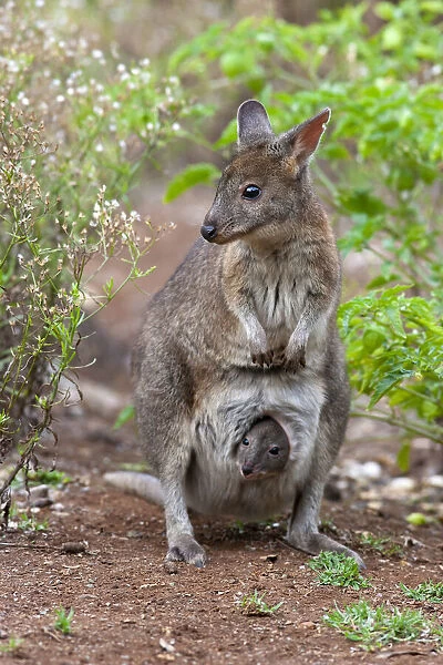 Red necked pademelon (Thylogale thetis) with joey peering from pouch