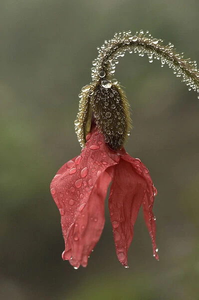 Red poppywort (Meconopsis punicea), raindrops on flower and stem. Medicinal plant in Tibet
