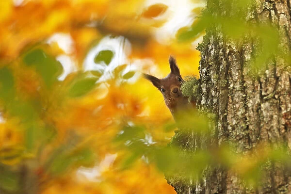 Red squirrel (Sciurus vulgaris) climbing tree trunk with autumn leaves, Highlands