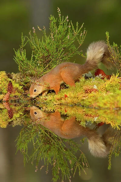 Red squirrel (Sciurus vulgaris) having a drink, Black Isle, Scotland, UK. October