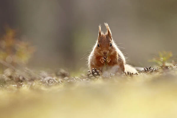 Red Squirrel (Scuirus vulgaris) feeding sitting pine cone covered forest floor, Cairngorms