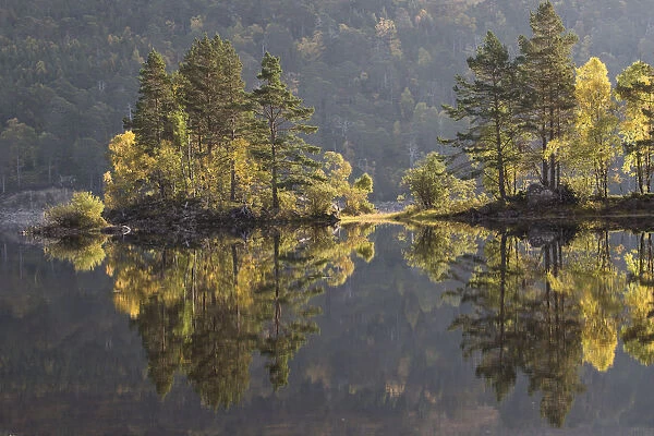 Reflections of trees in Loch Beinn a Mheadhoin, Glen Affric, Highlands, Scotland, UK, October 2015