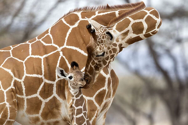 Reticulated giraffe (Giraffa camelopardalis reticulata) mother grooming baby, Samburu Game Reserve, Kenya, Africa, August