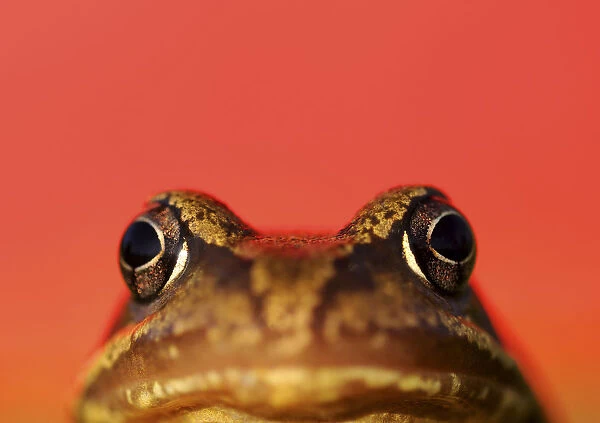 RF- Common frog (Rana temporaria) portrait with red background. UK