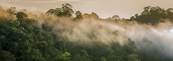 RF- Early morning mist over the rainforest canopy. Temburong National Park, Brunei, Borneo. February 2009