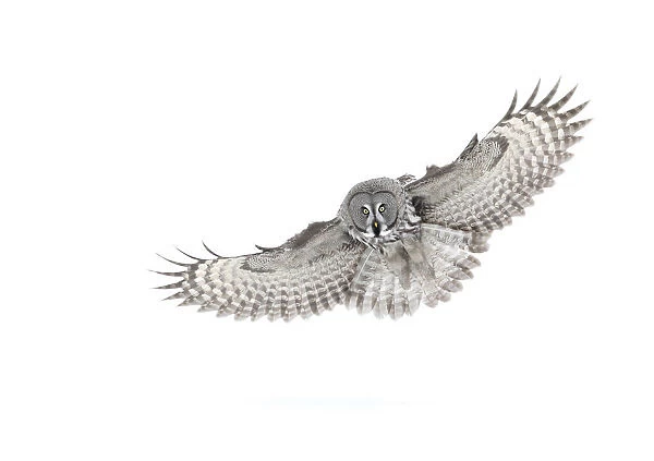 RF- Great grey owl (Strix nebulosa) in flight, Finland, March