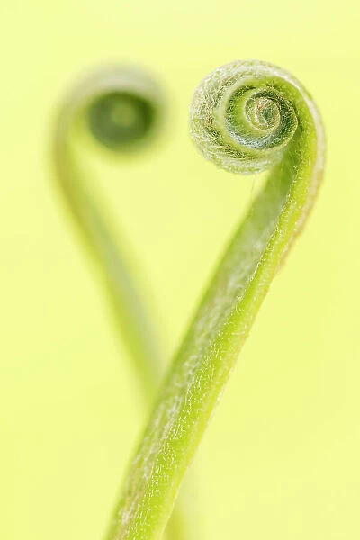 RF - Harts tongue fern (Phyllitis scolopendrium) leaf unfurling and creating the shape of a heart, Cornwall, UK, May