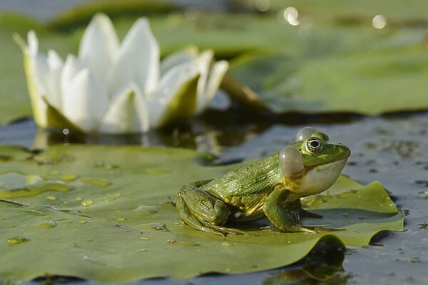 RF- Pool Frog (Rana lessonae) sitting on white lily pad, Danube delta rewilding area, Romania