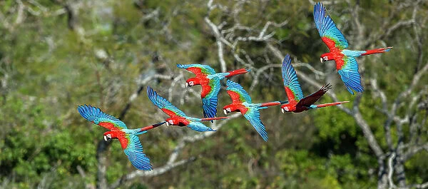 RF - Red-and-Green Macaws or Green-winged Macaws (Ara chloropterus) in flight over forest canopy. Buraco das Araras (Sinkhole of the Macaws), Jardim, Mato Grosso do Sul, Brazil. September