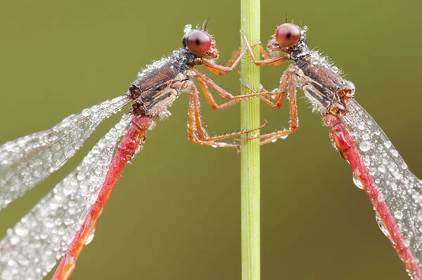 RF- Two Small red damselflies (Ceriagrion tenellum) covered in morning dew. Arne