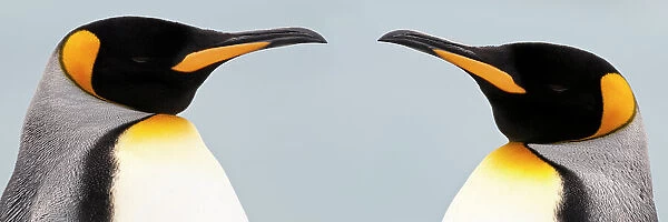 RF -Two King penguins (Aptenodytes patagonicus) head to head, South Georgia, South Atlantic. (digitally stitched image) (This image may be licensed either as rights managed or royalty free.)