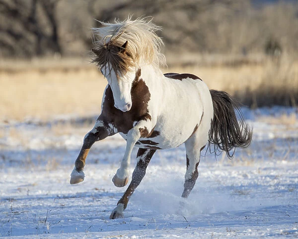 RF - Wild pinto Mustang stallion running in snow, Black Hills Wild Horse Sanctuary