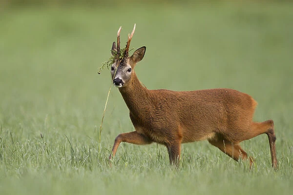 Roe deer (Capreolus capreolus) buck with vegetation on antlers in rutting season, Scotland, UK
