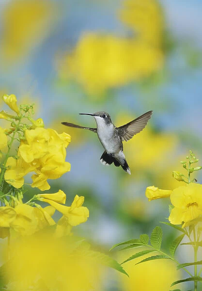 Ruby-throated hummingbird (Archilochus colubris), female in flight feeding on Yellow bells