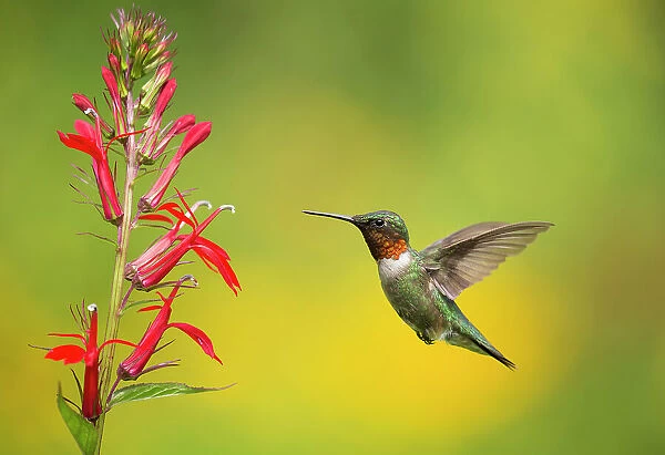 Ruby-throated Hummingbird (Archilocus colubris), male flying in to feed from cardinal flowers (Lobelia cardinalis) New York, USA. August