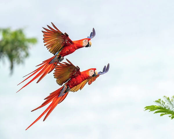 Scarlet Macaw (Ara macao) couple in flight and breaking to land Corcovado National Park, Osa peninsula, Costa Rica