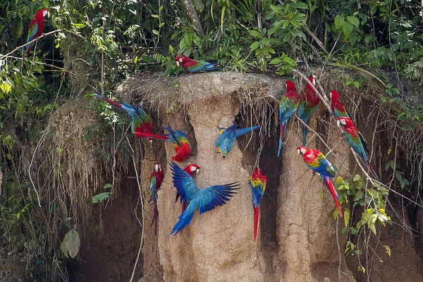 Scarlet macaws (Ara macao) on salt lick, Tambopata, Madre de Dios, Peru