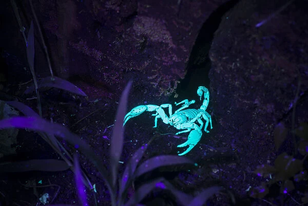 Scorpion (Heterometrus sp) fluorescing in ultraviolet light at night on forest floor