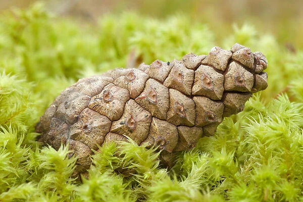 Detail of Scots pine (Pinus sylvestris) cone on moss, Abernethy Forest, Cairngorms NP