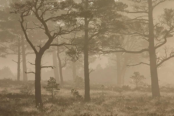 Scots pine (Pinus sylvestris) trees in Caledonian pine forest at sunrise, Abernethy