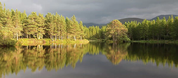 Scots pine (Pinus sylvestris) trees reflected in Lochan nan Geadas in evening light, Rothiemurchus, Cairngorms National Park, Scotland, UK, September 2014