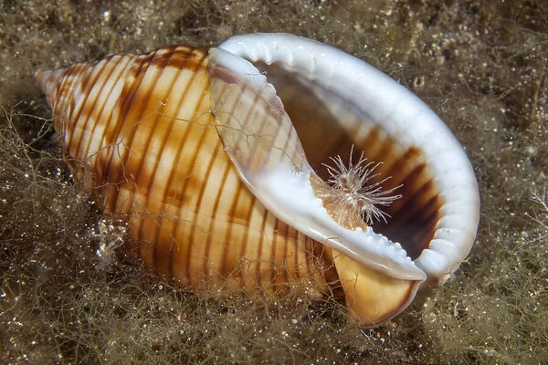 Sea anemone (Calliactis parasitica) usually associated with hermit crabs