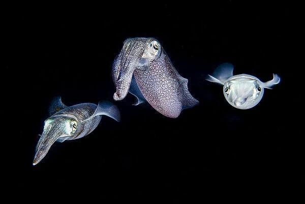 Shoal of three Bigfin reef squid (Sepioteuthis lessoniana) in open water at night