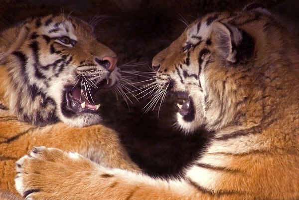 Siberian tiger {Panthera tigris altaica} two cubs play fighting, captive