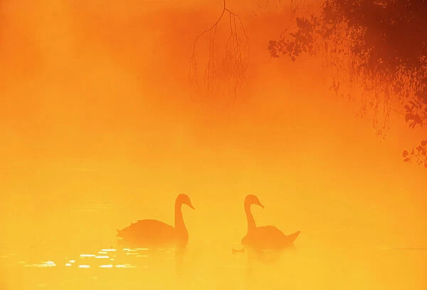 Silhouette through mist of two Mute Swans {Cygnus olor} on water, UK