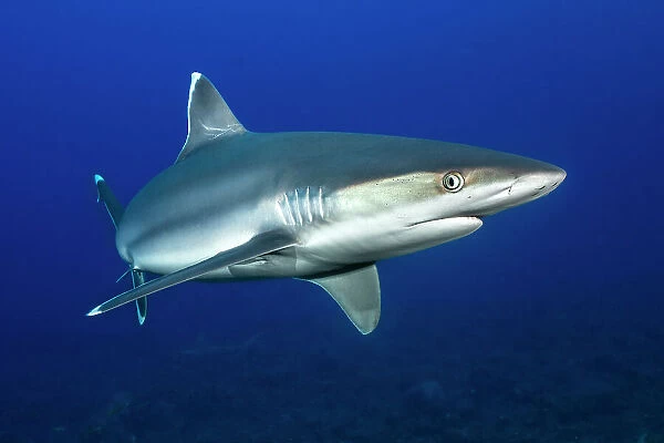 Silvertip shark (Carcharhinus albimarginatus) portrait, Revillagigedo Islands, Mexico, Pacific Ocean