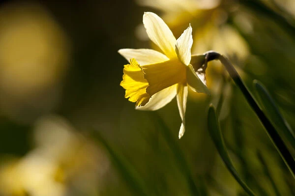 Small group of flowering Wild daffodils (Narcissus pseudonarcissus), with out of focus