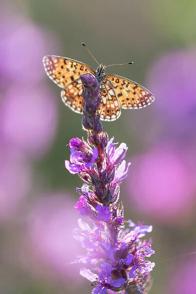 Small pearl bordered fritillary butterfly (Boloria selene) resting on flower. The Netherlands. July