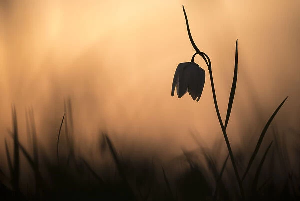 Snakes head fritillary (Fritillaria meleagris) in flower, sillouetted against the setting sun