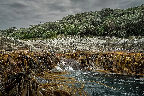 Snares crested penguin (Eudyptes robustus) colony standing on rocky shoreline behind band of washed up kelp, with a New Zealand fur seal (Arctocephalus forsteri) resting on rock beside them, Snares Island, Sub-Antarctic Islands, New Zealand