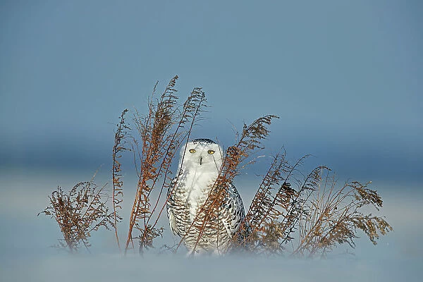 Snowy owl (Bubo scandiaca) standing behind dried plant in snow, Canada. January