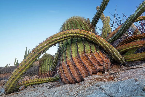 Sour pitaya cactus (Stenocereus gummosus) and Santa Catalina barrel cactus (Ferocactus diguetii). Santa Catalina Island, Loreto Bay National Park, Sea of Cortez, Gulf of California, Mexico. May