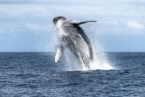 Southern humpback whale (Megaptera novaeangliae australis) breaching. Vava'u, Tonga, South Pacific