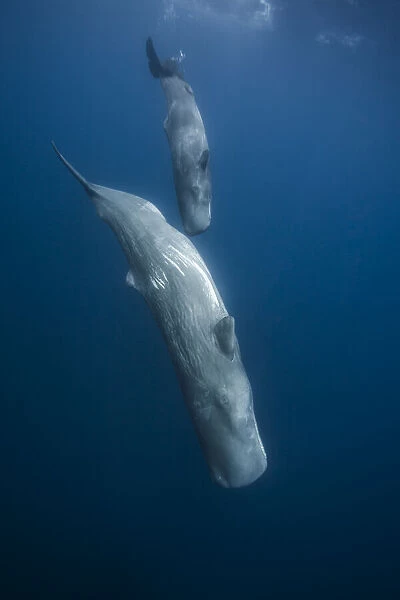 Sperm whale (Physeter macrocephalus) mother and calf diving down, Faial Island, Azores