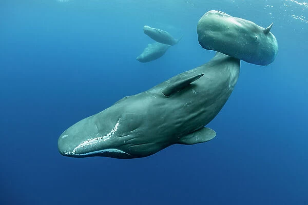 Sperm whale (Physeter macrocephalus) mother and calf, Dominica, Caribbean Sea, Atlantic Ocean. Photo taken under permit. January