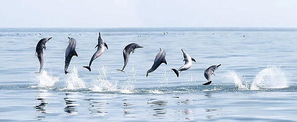 Spinner dolphin (Stenella longirostris) engaged in spinning manoeuvre, Sri Lanka. Composite sequence of images