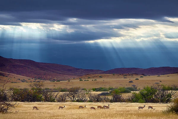 Springbok (Antidorcas marsupialis) herd in grassland after rain, Palmwag Conservancy, Damaraland, Namibia