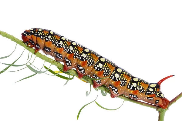 Spurge hawkmoth (Hyles euphorbiae) caterpillar on plant stem, Fliess, Naturpark Kaunergrat