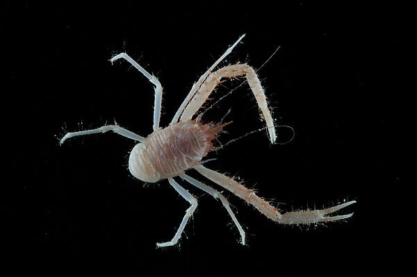 Squat lobster (Galathea sp. ) from coral sea mount