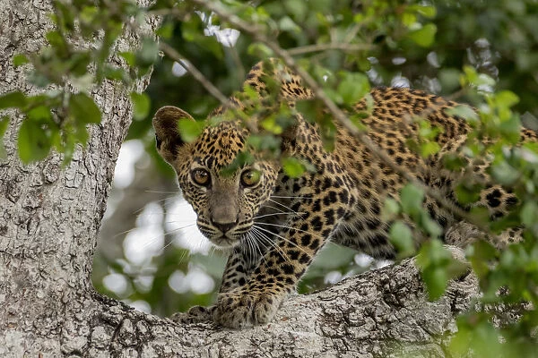 Sri Lankan Leopard (Panthera pardus kotiya) Yala National Park, Southern Province