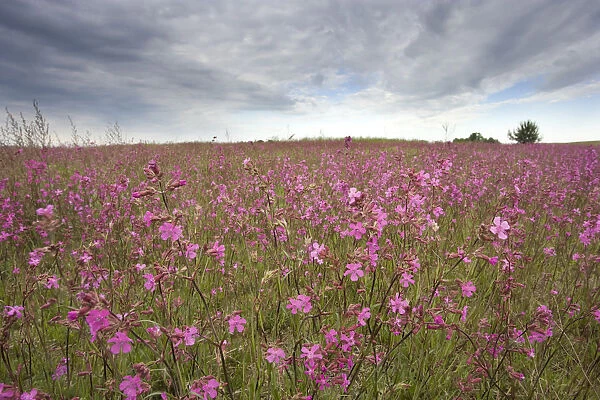 Sticky catchfly (Silene viscaria) in flower meadow, Lithuania, June 2009