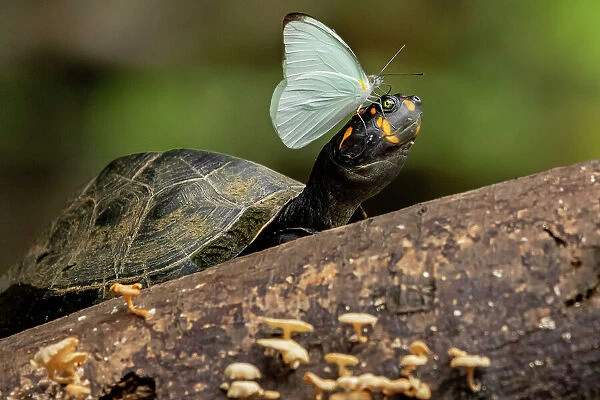 Sulphur butterfly (Pieridae) extracting minerals from eye moisture of a Yellow-spotted Amazon River turtle (Podocnemis unifilis), Yasuni National Park, Orellana, Ecuador