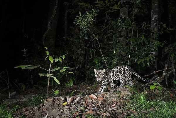 Sunda clouded leopard (Neofelis diardi) at night, Deramakot Forest Reserve, Sabah