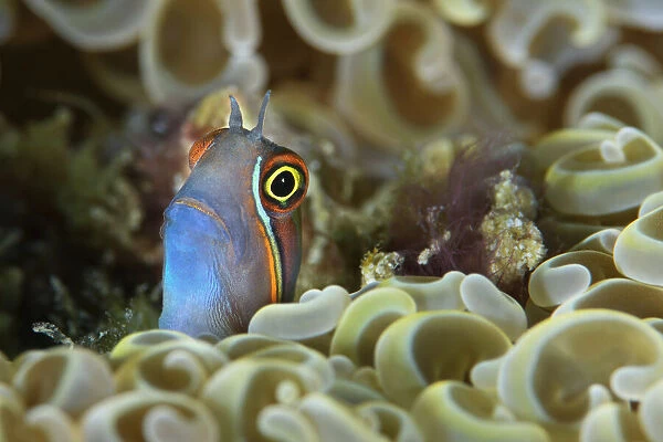 Tail-spot blenny (Ecsenius stigmatura) peering out from amongst the coral, Triton Bay, West Papua, Indonesia, Pacific Ocean