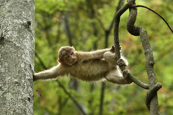 Tibetan macaque (Macaca thibetana) juvenile climbing in a tree in Tangjiahe Nature Reserve